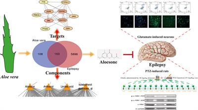 Up-and-coming anti-epileptic effect of aloesone in Aloe vera: Evidenced by integrating network pharmacological analysis, in vitro, and in vivo models